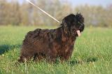 BRIARD 308